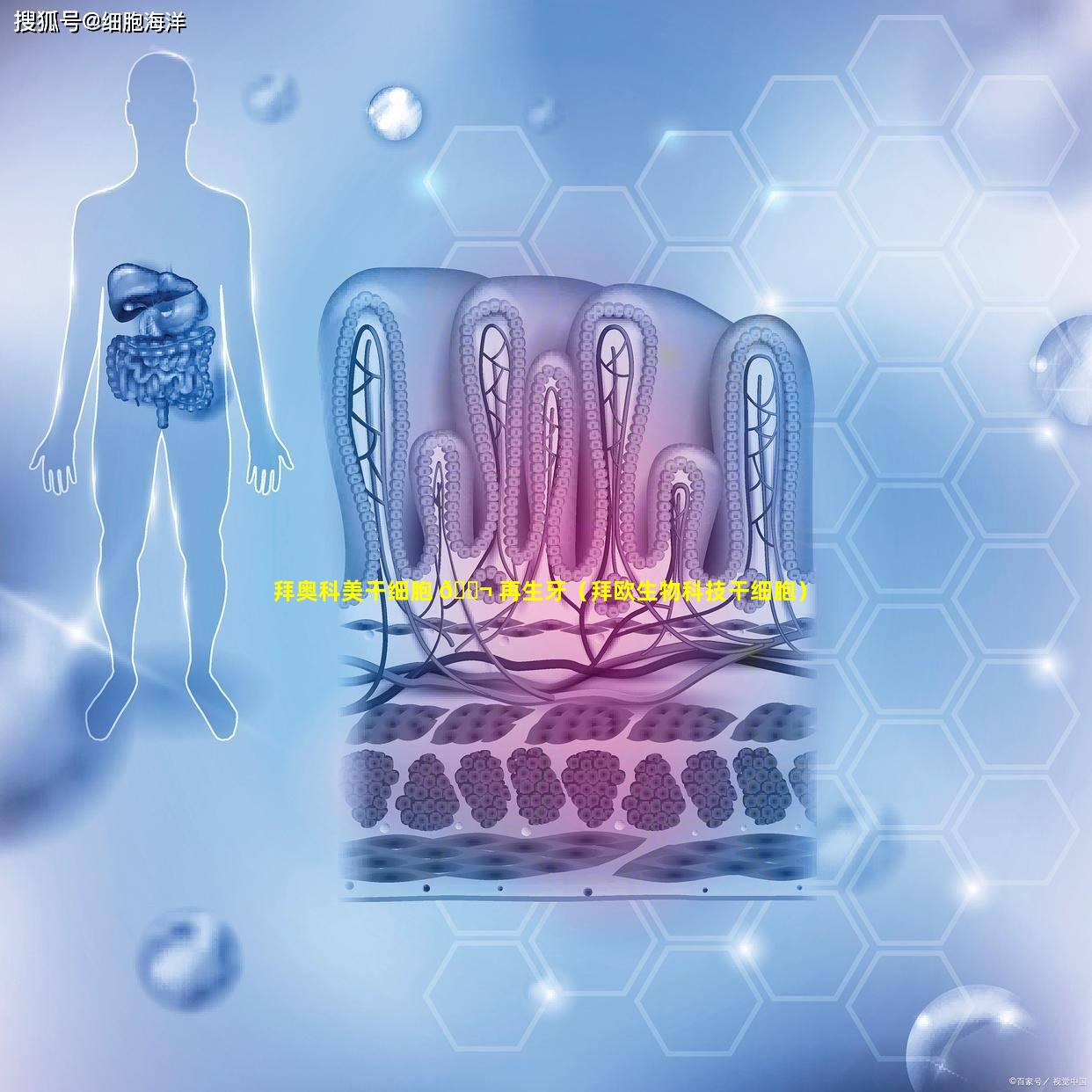 拜奥科美干细胞 🐬 再生牙（拜欧生物科技干细胞）